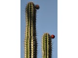 [Cactus fruits]